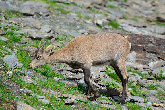 Ibex on the Col de Valante