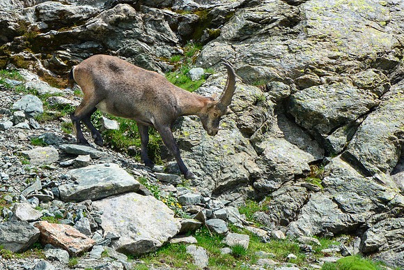Ibex on the Col de Valante