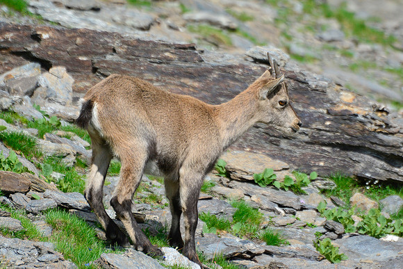 Ibex on the Col de Valante