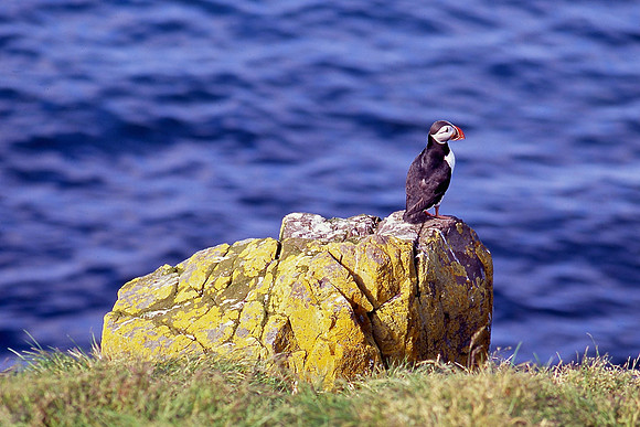 Puffin at Hafnarholmi, Borgarfjordur