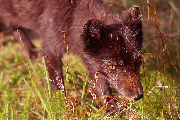 Arctic fox, Hornvik Bay, Hornstrandir Nature Reserve