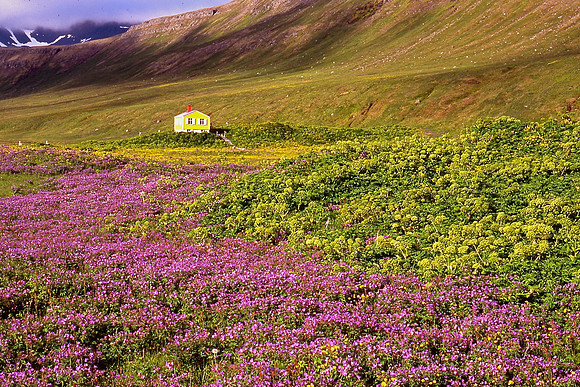 Hornvik Bay, Hornstrandir Nature Reserve