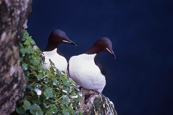 Common murres on the Hornbjarg bird cliffs, Hornstrandir Nature Reserve