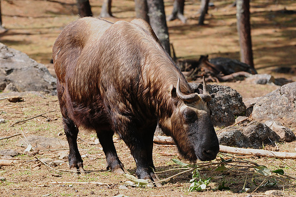 A takin at the Motithang Takin Preserve outside Thimphu