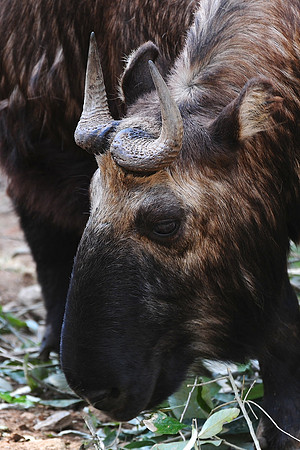 A takin at the Motithang Takin Preserve outside Thimphu
