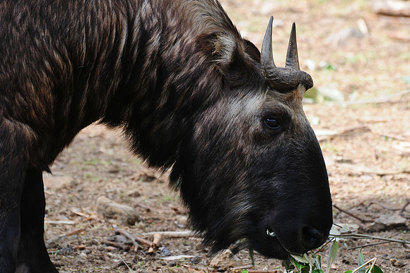 A takin at the Motithang Takin Preserve outside Thimphu