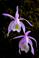 Orchids in the forest en route from Uttarey to Chitre