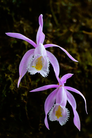 Orchids in the forest en route from Uttarey to Chitre