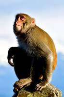 Rhesus macaque, Observatory Hill, Darjeeling