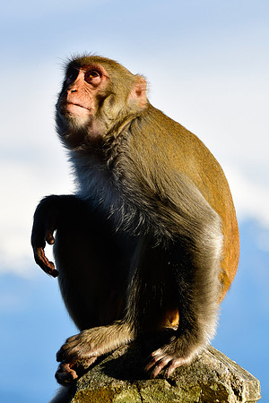 Rhesus macaque, Observatory Hill, Darjeeling