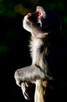 Rhesus macaque, Observatory Hill, Darjeeling