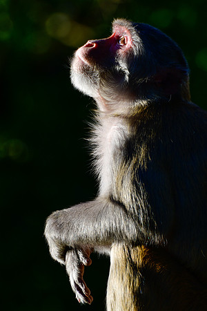 Rhesus macaque, Observatory Hill, Darjeeling