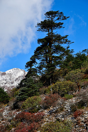 En route from Paharay Megu to Danphebir Pass
