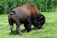 Plains Bison