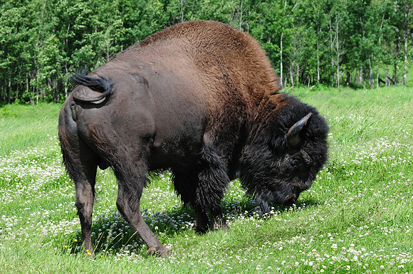 Plains Bison