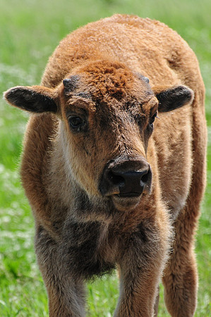Plains bison calf