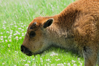 Plains bison calf
