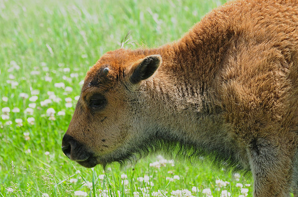 Plains bison calf