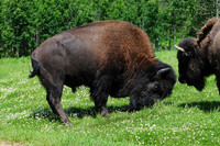 Plains bison