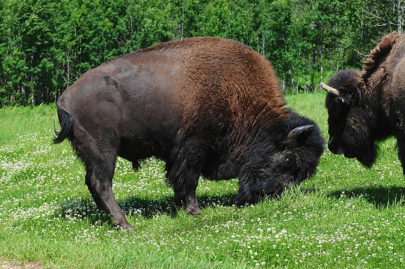 Plains bison