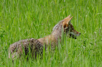 Coyote