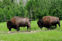 Plains bison