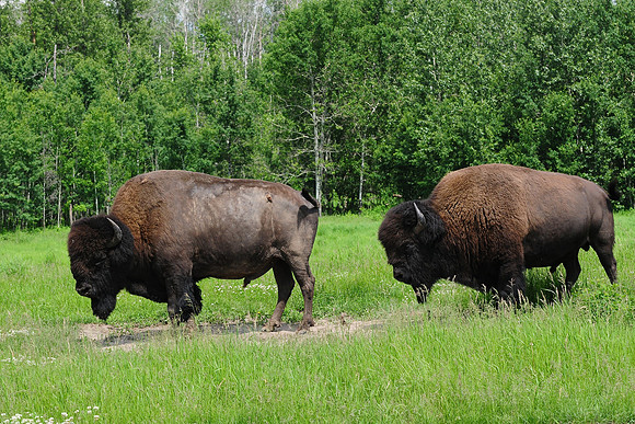 Plains bison