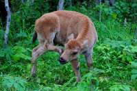 Plains bison calf