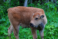 Plains bison calf