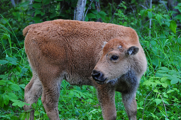 Plains bison calf