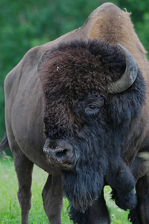Plains bison