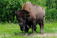 Elk Island National Park