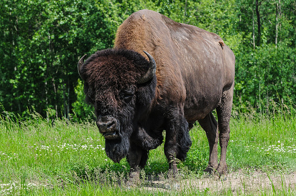 Plains bison
