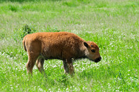 Plains bison calf