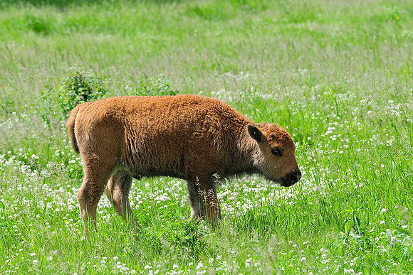 Plains bison calf