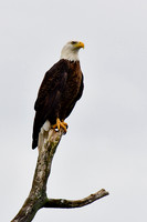 Bald eagle, Elk Lake
