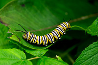 Monarch butterfly caterpillar, Esker Lakes Provincial Park