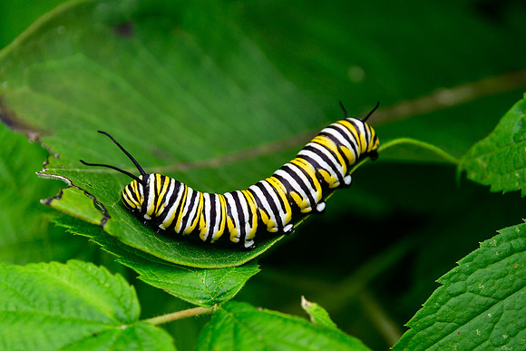Monarch butterfly caterpillar, Esker Lakes Provincial Park