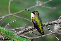 Ruby-throated hummingbird near the Englehart River narrows