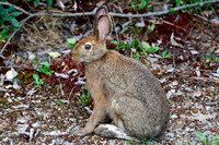 Snowshoe hare, Halfway Lake Provincial Park
