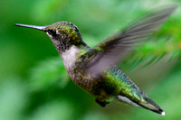 Ruby-throated hummingbird near the Englehart River narrows