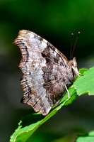 Compton tortoiseshell butterfly, Halfway Lake Provincial Park