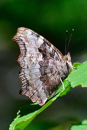 Compton tortoiseshell butterfly, Halfway Lake Provincial Park