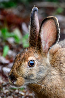 Snowshoe hare, Halfway Lake Provincial Park