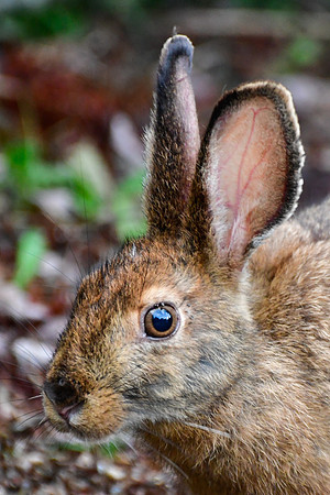 Snowshoe hare, Halfway Lake Provincial Park