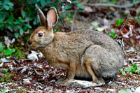 Snowshoe hare, Halfway Lake Provincial Park