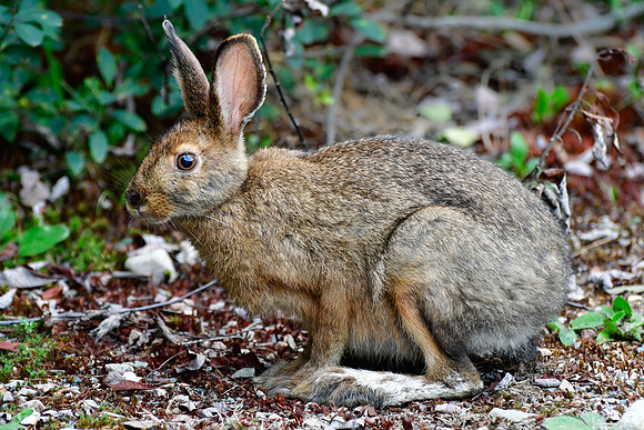 Snowshoe hare, Halfway Lake Provincial Park