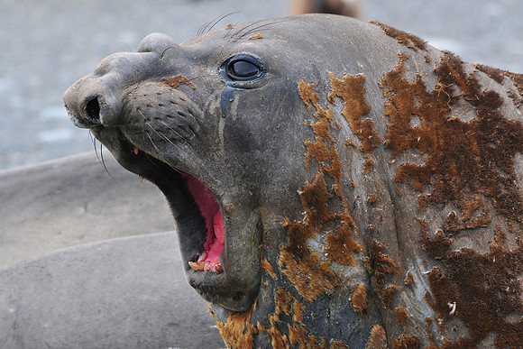 Elephant seal, Gold Harbour