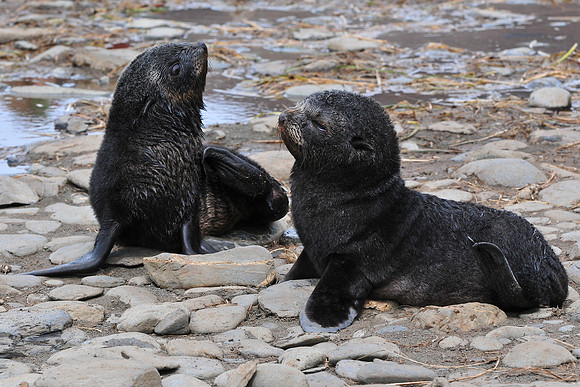 Antarctic fur seal pups, Fortuna Bay