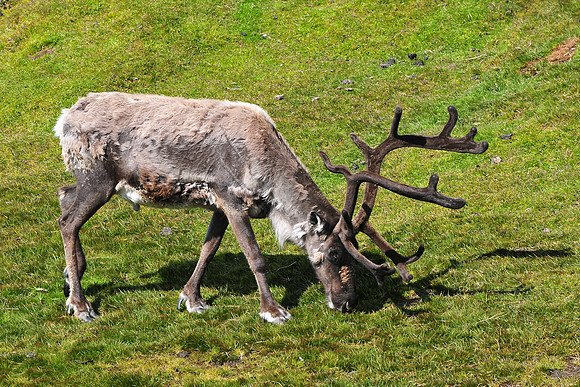 Reindeer, Fortuna Bay